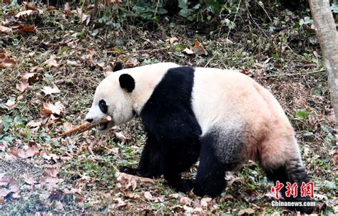 熊猫宝宝从美国快递回来了 它能听得懂中文吗？_手机新浪网