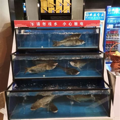 养鱼的鱼缸需要什么设备 鱼缸怎么养鱼不会死_金鱼 - 养宠客