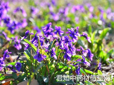 紫花地丁图片_紫花地丁种植_紫花地丁种类-动植物