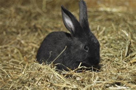 黑兔子图片大全-黑兔子高清图片下载-觅知网