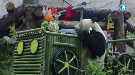 大熊猫“如意”和“丁丁”在莫斯科庆生_时图_图片频道_云南网