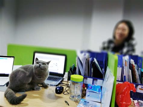 在办公室养猫是怎样的体验？ - 知乎
