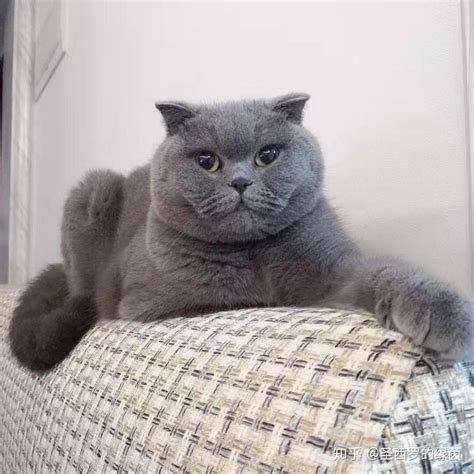 我们家的英短蓝猫两个月大的Shery.聪明伶俐图片