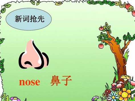 鼻子英语怎么读音（鼻子英文简介）