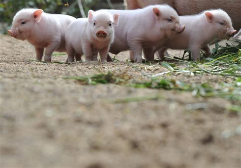 高清：德国汉诺威动物园里的迷你猪 - 科学探索 - 华声论坛