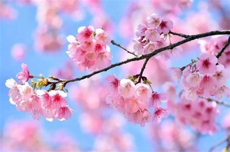 樱花代表什么花语-长景园林网