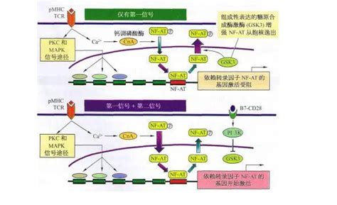 如何理解circRNA | 生信菜鸟团