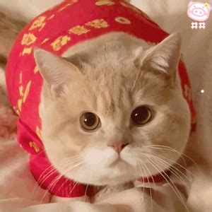 被宠物猫抓了没打针怎么办-如果被猫抓了没有及时打针怎么办?(2022更新中) - 商洛之窗