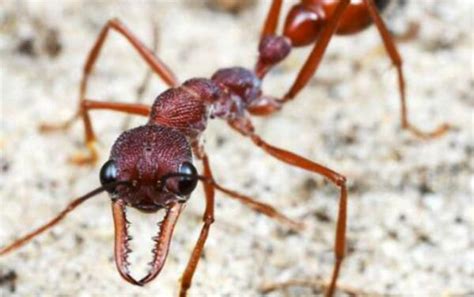 当蚁后死了之后, 蚁群中如何产生新的蚁后 - 千奇百怪 - 华声论坛