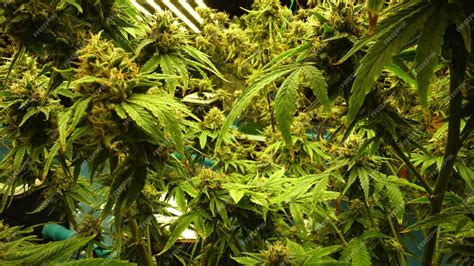 Premium Photo | Cannabis plant in curative cannabis weed farm for ...