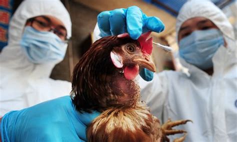 2013年全球禽流感流行状况 - 中国医疗卫生人才招聘网站