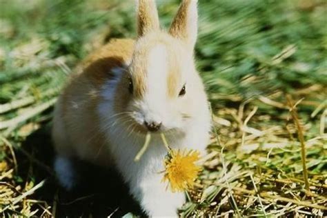 兔和兔相配婚姻会幸福吗 - 解梦命理 - 微文网