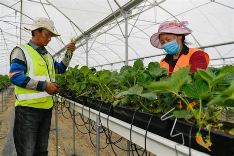 西藏山南发展绿色产业促农增收_西藏自治区人民政府