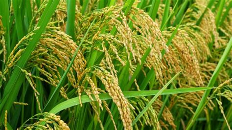 水稻施肥基本知识（一）：水稻吸收养分的基本规律-江苏思威博生物科技有限公司
