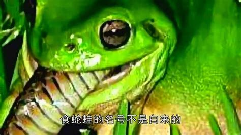 世界上敢吃蛇的蛙，堪称青蛙大王，连毒蛇都成为它的食物！_腾讯视频