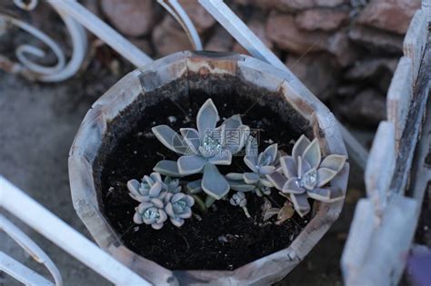 石玫瑰(CmmnRckrse)花语:普遍(Uni图片