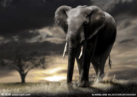 非洲大象高清摄影摄影图__野生动物_生物世界_摄影图库_昵图网nipic.com