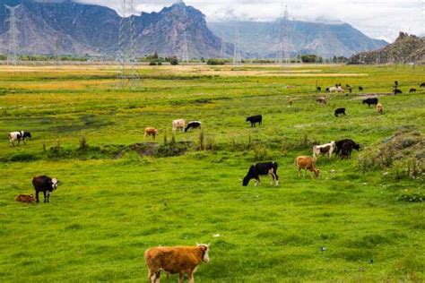 米吉格家庭牧场，2023游牧体验之旅即将开启-内蒙古旅游-内蒙古新闻网
