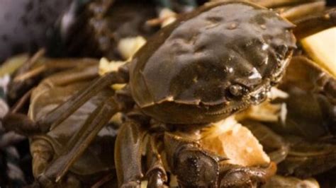 活螃蟹怎样保存时间长一些 螃蟹怎样保存时间长一些 - 天奇生活