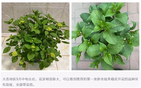 如何种植绣球花_养花之家