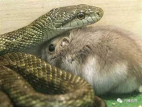 玉米蛇吃老鼠高清摄影大图-千库网