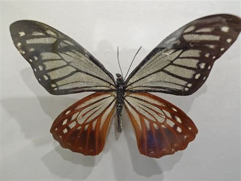 昆虫标本--主要是蝴蝶标本（十万美金之伊莎贝拉）_摄影综合论坛_太平洋电脑网产品论坛