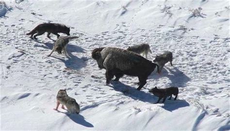 雪地里的西伯利亚狼图片_2695452_领贤网