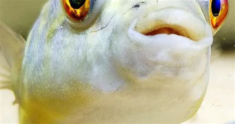 【科普】食品安全知识系列一：警惕食用河豚鱼引发食物中毒