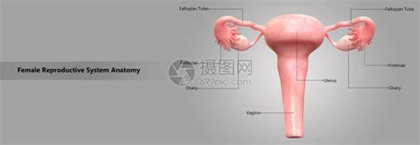 女生殖系统解剖插画图片下载-正版图片402351139-摄图网