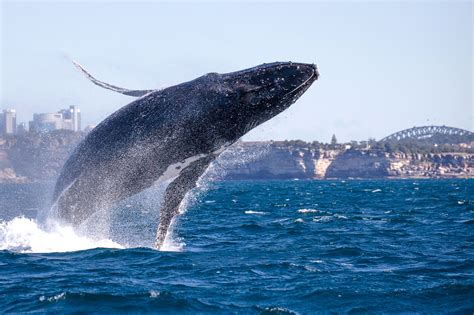 潜水员夏威夷海域与座头鲸“亲密接触” - 海洋财富网