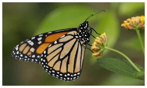 蝴蝶吃什么食物：成虫大多以花蜜为食（幼虫主要吃植物叶子）-趣农笔记