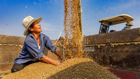 山东东营：小麦丰收-人民图片网