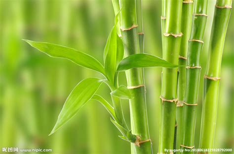 竹子的分类 - 花百科