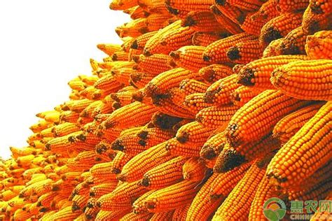 2022年3月玉米走势分析：玉米价格涨得发虚，潮粮有“风险”-市场动态-行业资讯-面粉信息网
