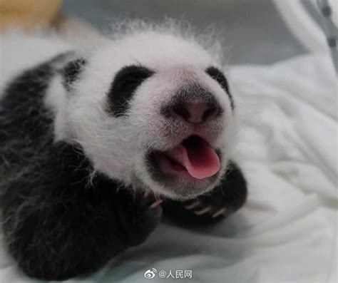 航天熊猫宝宝正式取名为“航宝”