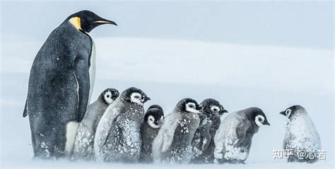南极帝企鹅相互依偎抵御暴风雪 - 知乎