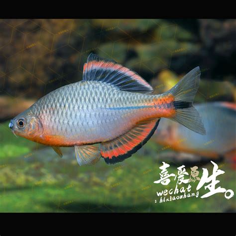 10种最耐养冷水观赏鱼（十大适合家养的冷水观赏鱼） - 祥龙金禾金龙鱼 - 广州观赏鱼批发市场