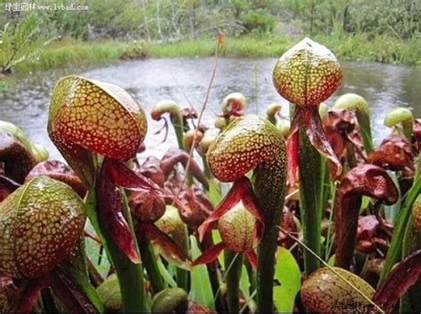 世界上最奇怪的8种植物，奇形怪状，又大又臭，甚至还会动！_被称为