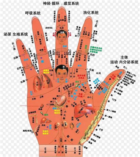 手部穴位图图片