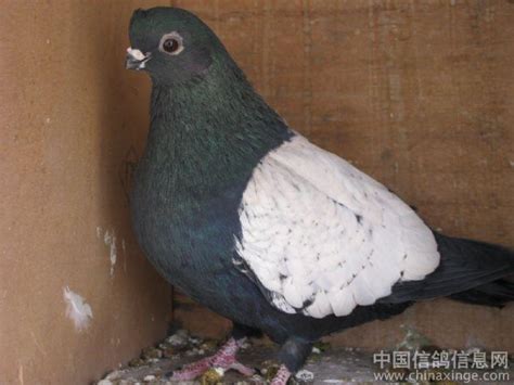 中国观赏鸽-中国信鸽信息网相册