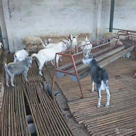 贵州努比亚黑山羊价格努比亚 黑山羊羊苗养殖场隆发牧业 山东菏泽 努比亚黑山羊-食品商务网