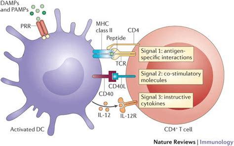Nature Immunology：T细胞分泌的细胞因子 - 生物通
