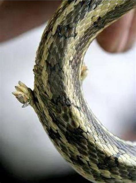 它是世界上唯一有脚的蛇，其生长在肛门两侧，网友：长见识了！
