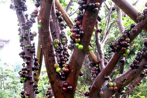 如何培育嘉宝果树 嘉宝果树种植的注意事项-种植技术-中国花木网