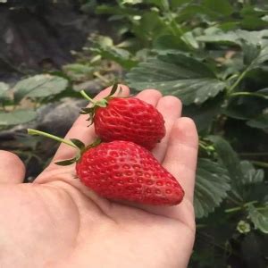 初冬的第一颗草莓你吃了吗？江苏各地草莓“抢鲜”上市_我苏网