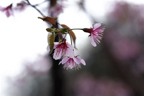 樱桃花,樱桃,蓝色的天空高清图库素材免费下载(图片编号:7156344)-六图网