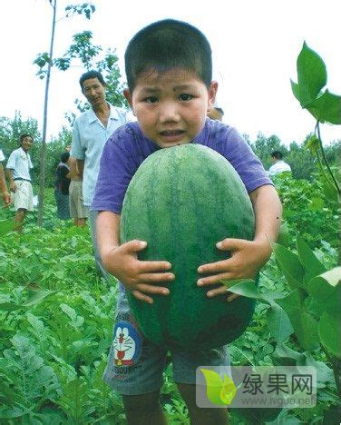 2021西瓜种子价格行情走势|中国西瓜种子网 - 绿果网