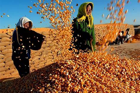 山东2023玉米价格行情预测