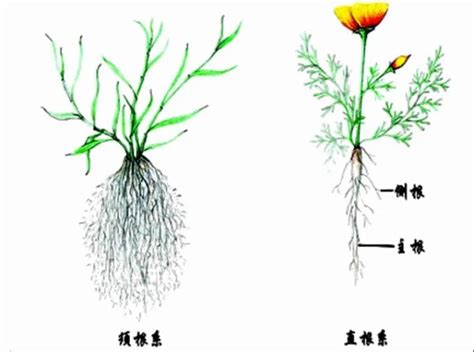 植物根系发育的分子调控 - 知乎