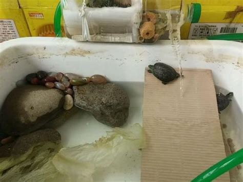 废物利用自制乌龟缸 用2个大塑料瓶做个乌龟爬台_宠物百科 - 养宠客